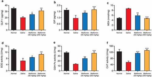 Figure 6. Effects of metformin treatment on incretin concentration and oxidative stress of hippocampal tissues from model mice. The levels of (a) GLP-1, (b) GIP, and (c) MDA and the activities of (d) SOD, (e) GSH-Px, and (f) CAT in hippocampal tissues of mice with isoflurane- and STZ-induced cognitive dysfunctions (n = 8). *p < 0.05, **p < 0.01, ***p < 0.001 vs. saline-treated group