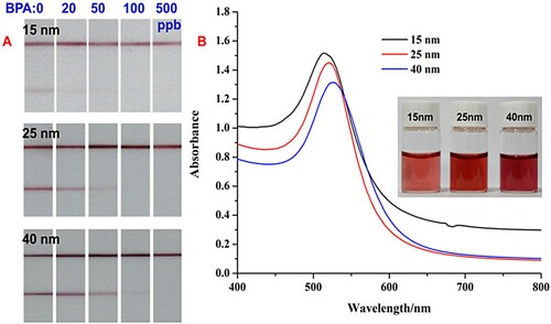 Figure 3. Strip detection results of BPA using different diameters of AuNPs (a), UV–vis spectrum with diameter of 15, 2, and 40 nm (b), the inset is corresponding optical photograph.