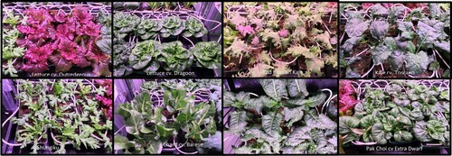 Figure 2. Photos of different leafy green species and cultivars used for the testing. Photos taken ca. 25 days age.