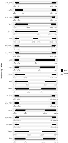 Figure 2. Schematic presentation of the structure of cis-splicing genes from the plastome of J. ventricosa. The white area is Intron, and the black area is the exon. The arrow shows the sense direction of the genes.