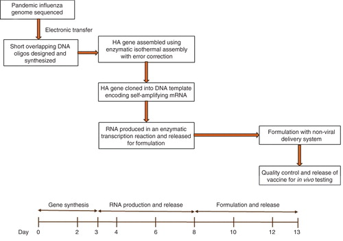 Figure 1. Rapid production of a self-amplifying mRNA vaccine against the H7N9 influenza virus. Time-line of events from electronic gene sequence posting to production of RNA prior to formulation and release for in vivo testing.