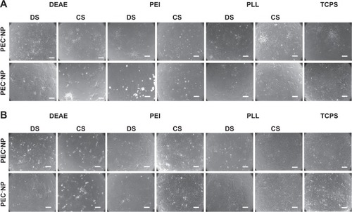 Figure 3 Morphology of human mesenchymal stromal cells (hMSCs) on polyelectrolyte complex nanoparticles (PECNPs) and on tissue culture polystyrene (TCPS).Notes: Phase contrast micrographs of hMSCs cultured for 1 day (A) and 8 days (B) on 20 nmol·cm−2 PECNPs and TCPS. Scale bar 200 μm.Abbreviations: CS, cellulose sulfate; DEAE, (N,N-diethylamino)ethyldextran; DS, dextran sulfate; PEI, poly(ethyleneimine); PLL, poly(L-lysine).