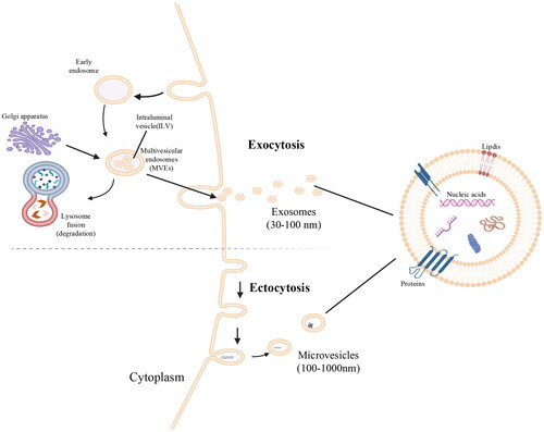 Figure 1. EV biogenesis and contents.