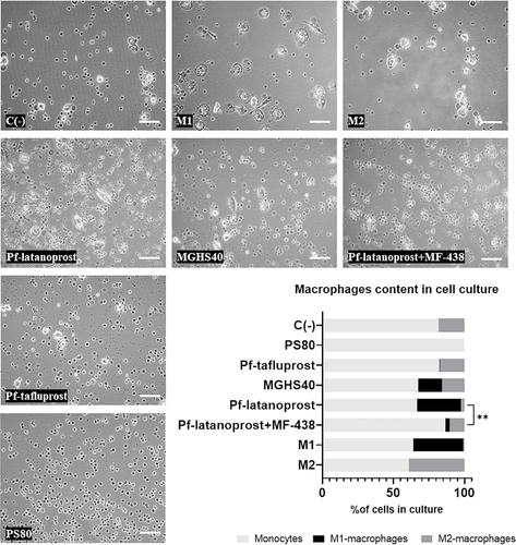 Figure 5 The impact of SCD1 inhibitor, MF-438, on the macrophages content in cell culture exposed to certain excipients. Overall, the highest percentage of macrophages was observed in M2- and M1-positive controls (39.2% and 36.3%, respectively), followed by the pf-latanoprost (33.6%) and MGHS40 (32.9%) groups. The application of MF-438 (SCD1 inhibitor) reduced the percentage of macrophages in the pf-latanoprost culture by approximately threefold compared with pf-latanoprost alone (13.5% vs 33.6%, p<0.01, Student’s t-test). Pf-tafluprost induced monocyte differentiation comparable to that of the negative control (17.6% and 18.6%, respectively), while PS80 completely inhibited monocyte/macrophage turnover. **p<0.01.