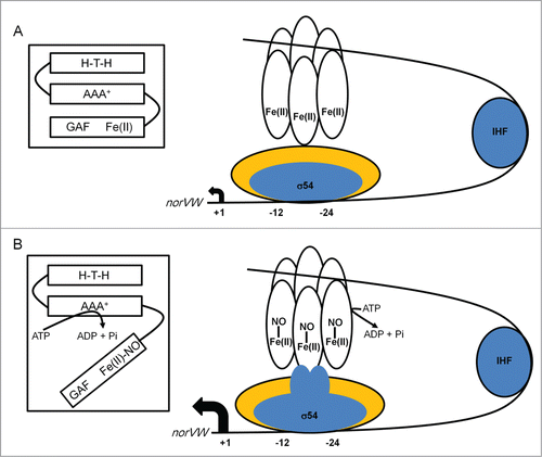 Figure 4. Scheme summarizing the action of NorR at the E. coli norVW promoter. (A) In the absence of NO hexameric NorR (unfilled ovals) is able to bind to enhancer elements located upstream of the norVW core σ54-dependent promoter elements (-12 and -24) via its helix-turn-helix (H-T-H) DNA-binding domain. Integration host factor (IHF) bends the DNA such that NorR and the σ54-RNA polymerase holoenzyme can potentially interact. However, these interactions are unproductive because the ATPase activity of the NorR AAA+ domain is inhibited by interaction with the GAF domain, which contains the sensory mononuclear iron center (Fe[II]) (see inset). Consequently, norVW transcription is switched off (small filled arrow, +1). (B) When NO binds at the mononuclear iron centers of NorR (Fe[II]-NO) the AAA+ domain is released from the sensory GAF domain (see inset) and acquires ATPase activity allowing productive interactions with σ54-RNA polymerase. The ensuing conformational changes promote the formation of the open complex and enhance norVW transcription (large filled arrow, +1). For clarity, not all the regulatory elements operating at this promoter are shown. The diagram is not drawn to scale.