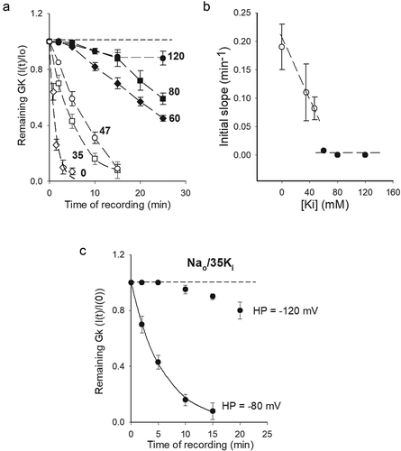 Figure 2. GK stability vs. [Ki]. (a) Remaining GK (I(t)/Io) vs Time of recording, as in Figure 1c. Cells were bathed in Na+-containing internal solutions containing the indicated [Ki] (with XKi+XNai = 1, see text). External solution was Nao. Note that the data clusters into two sets. (b) Initial slope vs. [Ki]. Initial slope was assessed as the slope of the straight line that connects the first two points in A (I(t = 0) with the next I(t ≈ 2 min) point. The dashed lines have no physical meaning, they serve to best point out the data division into two sets. (c) GK stability of channels bathed in Nao/35Ki solutions at the HP of either −80 or −120 mV, as indicated