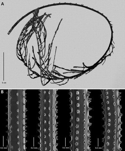 Figure 14. Telopathes tasmaniensis n. sp., holotype NIWA 15339: A, entire corallum; B, sections of pinnules (B from schizoholotype, USNM 1174698/SEM stub 286).