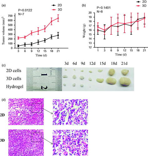 Figure 7. The changes of the tumor volumes in the tumor-bearing mice after 2D and 3D HepG2 cells subcutaneous injection (a). Average weights of different groups in the process of tumor growth (b). The picture of tumors/hydrogels removed from nude mice at specific time intervals after inoculated subcutaneously (c). Representative photomicrographs of the tumor sections (H&E staining) of mice of 2D and 3D (d).