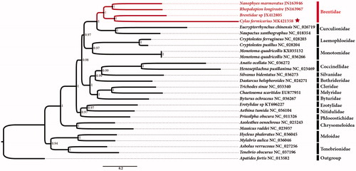 Figure 1. Phylogenetic analyses of C. formicarius based upon the concatenated nucleotide sequences of the 13 PCGs of 27 species. The analysis was performed using MrBayes software. Numbers at nodes are posterior probability. The accession number for each species is indicated after the scientific name.