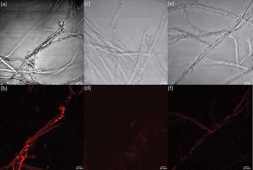 Figure 11. Light and fluorescence microscopy images of Penicillium sp. (ACM-4616) cells exposed to an NO detection kit in the presence (a/b) and absence (e/f) of LPS and in the presence of LPS and an NO quenching agent (c/d).