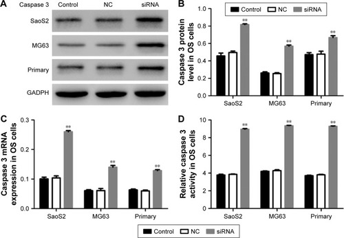 Figure 4 Depletion of HOXC10 significantly increased the expression and activity of caspase 3 in OS cells.