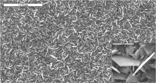 Figure 2. SEM image of In-doped ZnO disks, (inset: magnified SEM image).