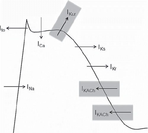Figure 4. Ionic currents involved in the action potential of atrial myocytes. Atrial selective currents are highlighted in gray.
