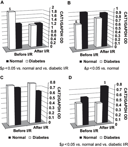 Figure 2. Glomerular and tubular CAT1 and CAT2 mRNA expression before and after I/R in normal and diabetic rats: A, glomerular CAT1; B, tubular CAT1; C, glomerular CAT2; D, tubular CAT2.