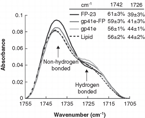 Figure 6.  Membrane dehydration as probed by the intensity of carbonyl stretching band of the gp41 fragments in association with DMPC/DMPG lipid bilayer at L/P = 50. The bands at 1742 and 1726 cm-1 arise from dehydrated and hydrated carbonyl stretching, respectively. Higher fraction of dehydrated band for FP-23 and gp41e-FP embedded lipid bilayer compared to the phospholipid alone signifies membrane perturbation by these fragments. In contrast, gp41e devoid of FP causes no change in the hydration state of the phopholipid.