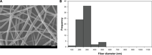 Figure 3 (A) SEM micrograph of electrospun PVA/chitosan nanofibers; (B) fiber diameter distribution of PVA/chitosan nanofibers.Abbreviations: SEM, scanning electron micrograph; PVA, polyvinyl alcohol.