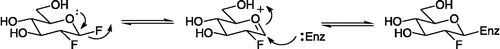 Scheme 1 Elimination of the glycosidic fluorine from 2-deoxy-2-fluoro-®-D-glucosyl fluoride to give an oxocarbonium ion, which reacts with the enzyme to give a 2-deoxyfluoro-®-D-glucosyl-enzyme complex.