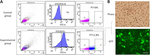 Figure 4. Functional analysis of GFP in TK-GFP fusion protein. (A) Isolation of GFP-expressing cells. None (control group) and 4 × 1010 VP/mL retrovirus-infected cells (experimental group) were sorted by flow cytometry to enrich for those highly expressing GFP (gate P7). (B) Inspection of the fluorescence in glioma cells. Isolated glioma cells were incubated for 24 h and then observed with fluorescence microscopy; scale bar, 80 μm.