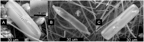FIGURE 1. Environmental scanning electron microscope (ESEM) images of pennate diatoms observed in QSD1, QSD2, and QSD3. (A) Pinnularia borealis, 59 × ∼12 µm. The inset shows nanoscale areolae within the striae, B) Hantzschia amphioxys, 58 × 9 µm, C) Pinnularia sp., 47 µm.