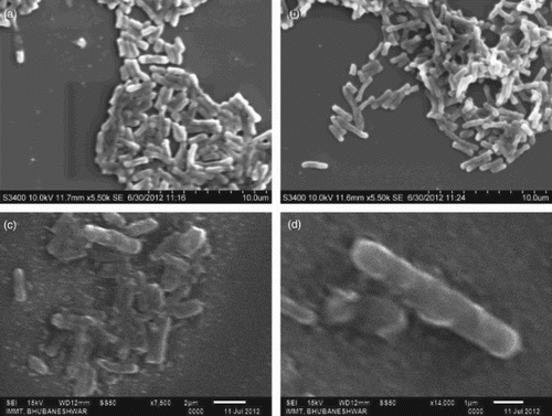 Figure 5. SEM images of control and treated cells of E. coli; (a) Elongated rod-shaped E. coli (control) of ∼10 μm; (b) Elongated E. coli (10.5–12.0 μm) after treatment (50 μg); (c,d) Treated E. coli cells adherred with Ag-ZnO NC.