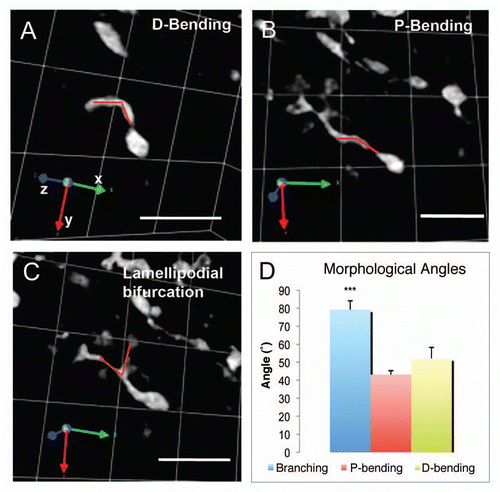 Figure 6 Different morphological angles are formed by neuroblasts during turning. Cells were rotated in 3D in Volocity to reveal maximum turning angle. The angle in the leading process (A) during D-bending was measured as indicated by the superimposed angle in red. The same procedure applies to P-bending (B) and branching of the lamellipodium (C). Scale bars = 35 µm. (D) Turning patterns occurred through formation of characteristic angles by migrating neuroblasts. ***, p < 0.0005, Mann-Whitney U test between the angles formed during branching, P-bending and D-bending.