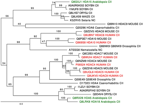 Figure 1. Phylogeny of class II histone deacetylase. HDA5 and HDA18 were recovered as a monophyletic group, and HDA15 in the sister clade. The sequences of animals were in a paraphyletic topology, but HDA15 of Arabidopsis and HDAC of humans belong to a sister clade suggesting functional conservation; in green HDAC class II of Arabidopsis and red HDAC class II of Homo sapiens. Soybean (SOYBN), Oriza sativa japonica (ORYSJ).