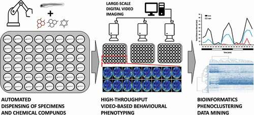 Figure 1. A simplified workflow of the high-throughput chemobehavioral phenotyping strategies using zebrafish at early stages of development and digital video-based animal tracking. Lack of large-scale and automated video-based animal tracking, as well as dedicated bioinformatics approaches that can aid in multi-dimensional behavioral phenoclustering are some of the most significant bottlenecks for effective utilization of high-throughput chemobehavioral screening routines in neuroceuticals drug discovery.
