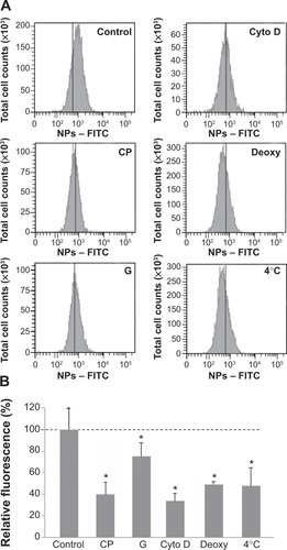 Figure 2 Effect of endocytosis inhibitors on cellular uptake of NPs.Notes: Cells were pretreated at 37°C with chlorpromazine (CP), genistein (G), cytochalasin D (cyto D), sodium azide, and 2-deoxy-D-glucose (deoxy) for 30 minutes and then exposed to NPs (3 μg/cm2) and inhibitors for 30 minutes. Cells maintained at 4°C were exposed to NPs for 30 minutes after 30 minutes of preincubation at 4°C. Quantification of internalization was performed by flow cytometry, after addition of trypan blue. (A) Flow cytometry analysis of FITC-NPs uptake by treated cells. (B) Percentage of uptake relative to untreated cells exposed to NPs. This was calculated by dividing the mean cell fluorescence intensity after NP uptake in drug-treated cells by that of untreated cells. Untreated cells at 37°C ± standard error of the mean. Bars on the graph represent the standard of the mean. *Significantly different from the control (P≤0.05); n=3.Abbreviation: NP, silica nanoparticle.