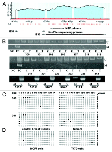 Figure 2. Methylation of GLCE promoter-associated CpG islands in human breast tumors and cancer cell lines. (A) Schematic showing the CpG islands in the GLCE promoter region. Location of methylation-specific and bisulphite sequencing PCR primers are indicated by arrows. (B) Methylation-specific PCR for the GLCE promoter region. 300–328 - breast tumors, C and T, control and tumor breast tissues (match pairs from each patient); PC, positive PCR control; NC, negative PCR control; M, DNA marker; M and U, primers for methylated or unmethylated DNA sequences, respectively. (C and D) Bisulphite sequencing of breast tumors (C) and breast cancer cell lines MCF7 and T47D (D) using the BS1 primer pair. 300 and 301 patients, 7 different E. coli clones (1–7) were sequenced for each breast tumor or cell line, open and black circles are non-methylated and methylated CpG dinucleotides, respectively.