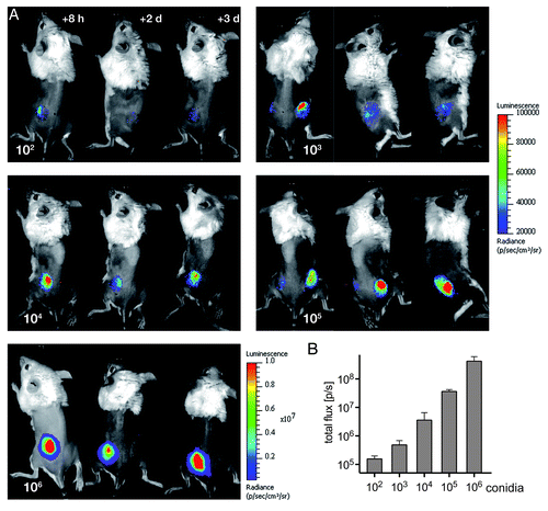 Figure 5. Non-invasive imaging of bioluminescence with increasing amounts of fungal spores. (A) Neutropenic animals were infected with the indicated numbers of conidia from reporter strain AfS75 and luminescent signals were monitored at the indicated time points post-infection. (B) Photon fluxes emitted from infected regions correlate to the initial infection doses, as determined from signal intensities sampled from two to three animals eight hours after infection.