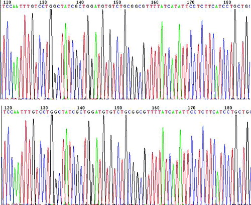 Figure 2. Gene sequencing map of the plasmid PHY106-CHBV. Part of the gene sequencing results are shown.