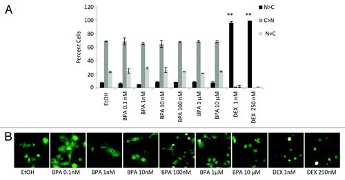 Figure 5. Nuclear localization of GFP-GR after BPA and DEX treatment. (A) Localization GFP-GR expressed in COS-7 cells before and after 6 h treatment with the indicated concentration of BPA or DEX determined by direct fluorescence. (A) Quantifications of at least three independent experiments performed in duplicate where at least 200 cells were counted per slide. Error bars indicate the SD (**P < 0.01). (B) Representative micrographs are shown below each data set.