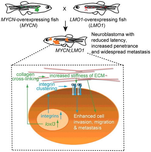 Figure 1. Zebrafish model of neuroblastoma showing that overexpression of LMO1 collaborates with MYCN overexpression to promote more rapid initiation of neuroblastoma at a higher penetrance [Citation5]. LMO1 overexpression also promotes widespread metastasis, by upregulating the expression of genes involved in collagen cross-linking, leading to increased stiffness of the extracellular matrix (ECM), and integrin clustering, leading to enhanced tumor cell-ECM interactions.