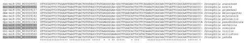 Figure 3 MiR-284 familial alignment. Alignment of the 12 miR-284 hairpins. Individual hairpin sequences along with species (right) and miRBase identifier (left) are shown. *indicates 100% nucleotide conservation. Grey highlight indicates specific miR hairpins annotated as bearing significant sequence complementarity to Mermite-35.