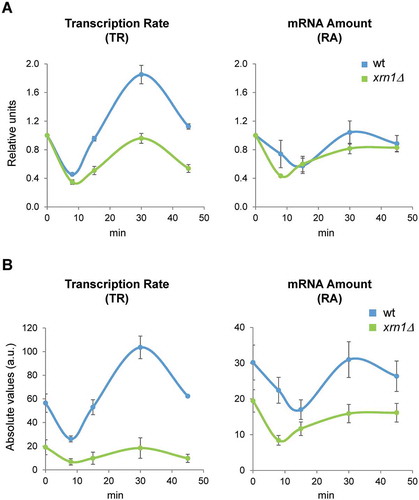 Figure 1. Deletion of Xrn1 causes changes in global RNAPII transcription rate (TR) and mRNA amount (RA) during the response to osmotic stress. Exponentially growing cultures of wild type (wt, BY4741) and xrn1Δ mutant yeast strains were grown in YPD medium and treated with 0.6 M KCl for 0, 8, 15, 30 and 45 min. Samples were obtained as indicated in the Materials and Methods section. Genomic data represent the median of three independent genomic run-on (GRO) experiments in wt (blue) and xrn1Δ (green) cells. Global data for TR were normalized to an arbitrary value of 1 at t = 0 (A) or represented in absolute arbitrary units (B). Global RA was determined by quantitative RNA extraction and poly A determination as described in Materials and Methods. Error bars represent the standard deviation of three independent experiments