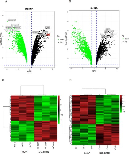 Figure 2. Expression profiles of mRNAs and long non-coding RNAs (lncRNAs) in primary plasma myeloma cells and extramedullary lesions. Volcano Plot of the differentially expressed LncRNAs (A) and mRNAs (B) in primary plasma myeloma cells and extramedullary lesions. The red and green points in the plot represent differentially expressed lncRNAs with statistical significance. Heat map and hierarchical clustering dendrogram of lncRNA (C) and mRNA (D) chips.
