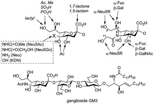 Fig. 1. Structures of sialic acids and ganglioside GM3.Note: Arrows point possible sites to be modified with various substituents indicated above or below each arrow in inter- or intramolecular manner.