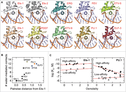 Figure 3. Crystallographic interfacial hydration correlates positively with phylogenetic relatedness among the ETS domains of paralogs. (A) Co-crystal structures of the ETS domains of nine ETS paralogs, oriented identically with the recognition helix perpendicular to the plane of the page. Water-mediated contacts are shown as cyan spheres, defined operationally as crystallographic water within hydrogen-bonding distance (red dashes, ≤ 3.4 Å) of a protein and DNA contact, or another interfacial water that meets this criterion. To avoid ambiguity, water-mediated contacts involving only three or more consecutive bridging water are not counted. Interfacial water density is weakly correlated with overall hydration of the asymmetric unit, and there is no significant difference in interfacial hydration density ( ± 1) between different biological units. (B) Relationship between crystallographic interfacial hydration and pairwise phylogenetic distance from Ets-1, chosen as reference. The primary sequences of the 28 human ETS paralogs were analyzed by ClustalW using the neighbor-joining method. The results were expressed as a distance matrix from whose elements are pairwise distances (number of substitutions per position). ETS paralogs are formally categorized into classes I–IVCitation27 by color in order from black, blue, orange, to yellow. (C) Differential sensitivity to osmotic pressure in site-specific binding by the ETS domains of PU.1 and Ets-1 as reported by Wang et al.Citation56 The measured in vitro affinity is expressed as the logarithm of the dissociation constant (KD). High- (solid symbols) and low-affinity DNA (open) refer to defined cognate (not nonspecific) sequences harboring the 5′-GGAA-3′ consensus. The different symbols refer to the set of physiologically compatible osmolytes used to exert osmotic stress. The osmotic insensitivity of Ets-1 is not modified by the presence of auto-inhibition.Citation56