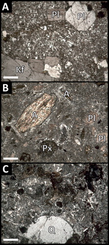 Figure 13. Selected photomicrographs showing volcanic clast mineralogy and textures in cross-polarised light. Scale bar is 200 μm. (A) OP074, porphyritic volcanic clast with plagioclase and alkali feldspar phenocrysts in a fine-grained crystalline groundmass. (B) MP040.4, porphyritic volcanic clast with pseudomorphed amphibole phenocrysts replaced by chlorite, diagnosed by their characteristic six-sided habit. Darker, equant phenocrysts are interpreted as pseudomorphed pyroxene. (C) MP040.3, silicified tuff clast. Embayed quartz crystal (bottom middle). Matrix has silicified, cuspate glass shards. Q: quartz; Kf: alkali feldspar; Pl: plagioclase; A: (pseudomorphed) amphibole; Px: (pseudomorphed) pyroxene.