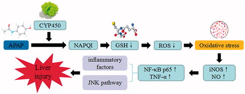 Figure 10. APAP-induced liver injury. APAP trigger the continuous development of hepatocyte injury by inducing cell stress via inflammation, oxidative stress, and JNK pathway, resulting in hepatic necrosis, apoptosis, hepatic fibrosis, and liver injury. CYP450: cytochrome P450; NAPQI: N-acetyl-p-benzoquinonimine; GSH: glutathione; ROS: reactive oxygen species; iNOS: inducible nitric oxide synthase; NF-κB: nuclear factor κB; TNF-α: tumor necrosis factor α.