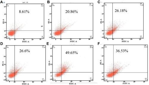 Figure 4 Apoptosis analysis in HeLa cells treated with Au@MPA-PEG-FA-PTX and PTX. (A) Control; (B–E) Au@MPA-PEG-FA-PTX (3, 5, 10, 15 μg/mL); (F) PTX: 15 μg/mL.