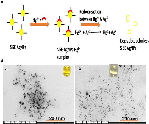 Figure 8 (A) Mechanistic basis of Hg2+ interaction with SISE AgNPs and (B) TEM images of (a) SISE AgNPs in the absence and (b) in the presence of 20.0 μM Hg2+ inset shows the photo images.