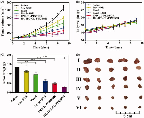 Figure 6. In vivo therapeutic efficacy of different liposomes in MCF-7/MDR tumor-bearing mice. (A) Tumor growth curves. (B) Body weight changes. (C) Average tumor weight after the study. Data were shown as mean ± SD, (n = 5). Significant difference from control: * p < .05, **p < .01, ***p < .001. (D) Images of tumor tissues treated with saline (I) free SOR (II) Taxol (III) Taxol + SOR (IV) TPD-CL-PTX/SOR (V) and HA-TPD-CL-PTX/SOR (VI).