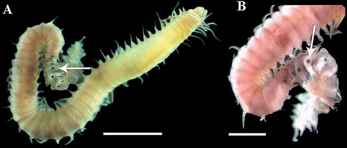 Figure 2. Haplosyllis djiboutiensis. Adult specimen from the Persian Gulf (Abu Dhabi) in reproductive stage. A, Complete specimen, with last 12 segments at beginning of stolonization process. B, Detail of the modified region. Arrows pointing the position of ocular spots. (MMCN 16.01/13180). Scale bars: A = 1 mm, B = 800 μm.