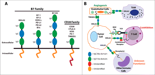 Figure 1. The B7 and CD28 families and the significance of HHLA2 and TMIGD2 within the tumor microenvironment. (A) A structural representation of the B7 and CD28 family members. (B) A proposed model for the roles of HHLA2 and TMIGD2 within the tumor microenvironment. Tumor-expressed HHLA2 can interact not only with an unidentified receptor on activated T cells that leads to coinhibition, but also with TMIGD2 on endothelium that stimulates tumor angiogenesis. Additionally, tumor-expressed HHLA2 can bind to other immune cells and likely affects their functions in ways that are not yet understood. Finally, tumor-associated macrophages (TAM) may express HHLA2 and interact with TMIGD2 on endothelium.