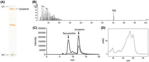 Figure 2. Analyses of carotenoids produced in recombinant E. coli. (A) Normal-phase TLC analysis of carotenoids extracted from Top10/pBAD-crtEbEBI. ori., origin; s.f., solvent front. (B) FAB-MS analysis of the relatively hydrophilic [Rf = ~0.6 in (A)] carotenoid recovered from a TLC plate. (C) HPLC elution profile at the A472 of carotenoids extracted from E. coli Top10/pBAD-crtEbEBI/pJBEI-2999 cultivated in the absence (solid line) and presence (dotted line) of FR-900098. (D) UV–visible spectra of the carotenoid eluted at ~8 min in (C) measured by the PDA detector attached to HPLC.