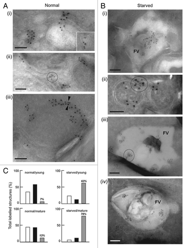 Figure 3. Immuno-electron microscopy localization of PfATG8 and PfRAB7. (A and B) Immunogold staining of P. falciparum under normal growth conditions and under conditions of amino acid-deprivation (starved) reveals the subcellular localization of PfATG8 (10-nm gold particles; A iii) and PfRAB7 (5-nm gold particles, A iii). (A) PfATG8 and PfRAB7 decorate vesicles (i and insert) and membranous tubules (ii) in the cytoplasm. On some occasions, PfATG8 and PfRAB7 occurred at the periphery of double-membrane-bound organelles (iii, arrowheads). Scale bars: 100 nm. (B) PfATG8 and PfRAB7 associated with large structures corresponding to the food vacuole (FV; i). Costaining of PfATG8 and PfRAB7 is also visible on small double-membrane-bound structures (ii), or very large FV vesicles (iii and iv). Scale bars: 100 nm. (C) Quantitative data to measure the distribution of PfATG8 and PfRAB7 on subcellular structures. For each condition corresponding to normal medium/young FV, normal medium/mature FV, starvation medium/young FV, or starvation medium/mature FV, 35 to 55 parasites have been examined to enumerate the structures containing PfRAB7 alone (white histograms), PfATG8 alone (black histograms) or PfRAB7 and PfATG8 conjointly (gray histograms). Values are expressed in % of total labeled structures for each separate category.