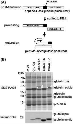 Fig. 2. Accumulation of four kinds of recombinant peptide as glutelin fusion protein.Notes: (A) Accumulation scheme of modified glutelin in rice seed cells. Black box indicates three-tandem repeated recombinant peptides (CII256-271, APL4, APL6, or APL7). Recombinant peptides accumulate as part of glutelin acidic subunit in protein body II (PB-II) in rice endosperm cells. (B) SDS-PAGE (upper panel) and immunoblot analysis using anti-tandem repeated CII antibody (lower panel). This antibody can react with tandem repeated CII256-271, APL4, APL6, or APL7 peptides.