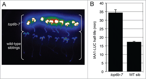 Figure 1. top6b-7 has higher levels of IAA1-LUC and a slower IAA1-LUC degradation rate. (A) Confirmation of higher IAA1-LUC steady-state levels and co-segregation with the mutant phenotype. An F2 population of seeds from a backcross to the progenitor transgenic IAA1-LUC line was re-screened for the accumulation IAA1-LUC. Seedlings with the top6b phenotype (see Fig. 3) were separated from wild type seedlings and imaged after pre-incubation with the substrate luciferin. (B) IAA1-LUC degradation rates in top6b-7 and wild type sibling seedlings. Using a single-seedling degradation assayCitation21 IAA1-LUC half-lives (t1/2) were determined in 7 d-old individual mutant and wild-type siblings in an BC2F2 segregating population. In top6b-7 seedlings IAA1-LUC t1/2 = 34.5 min, n = 59. In wild-type siblings IAA1-LUC t1/2 = 17.4 min, n = 180. Bars are standard error. Half-lives are statistically different by a Student's t test (P = 1.16*10−14, α = 0.05).