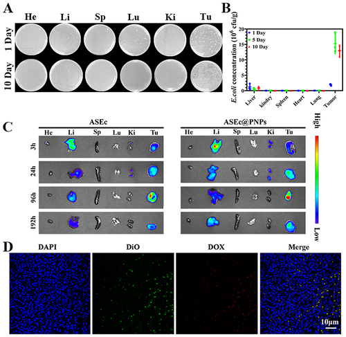 Figure 6 In vivo biodistribution of ASEc@PNPs. (A and B) E. coli colony numbers and pictures of plates of major organs and tumor tissues after being homogenized and incubated at 37 °C for 24 h (n = 3). (C) Ex vivo images of major organs and tumors at various time points after ASEc and ASEc@PNPs intravenous injection. (D) Immunofluorescence images of tumor sections intravenously injected with ASEc@PNPs at 24h. Scale bar: 10 μm.